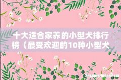 最受欢迎的10种小型犬 十大适合家养的小型犬排行榜
