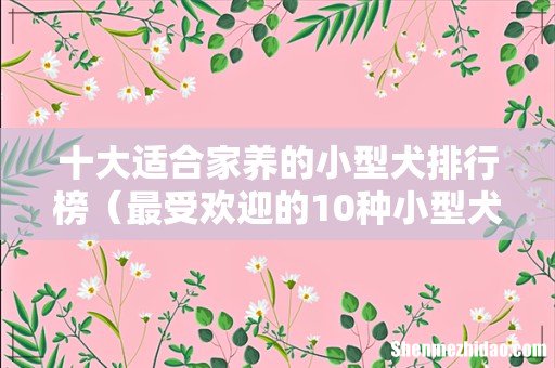 最受欢迎的10种小型犬 十大适合家养的小型犬排行榜