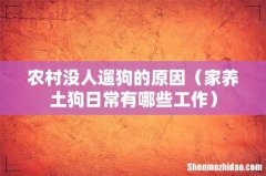 家养土狗日常有哪些工作 农村没人遛狗的原因