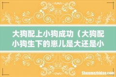 大狗配上小狗成功（大狗配小狗生下的崽儿是大还是小的)