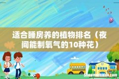 夜间能制氧气的10种花 适合睡房养的植物排名
