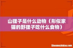形似家猫的野狸子吃什么食物 山狸子是什么动物