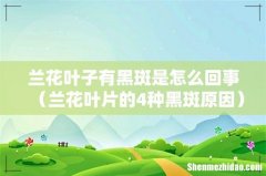 兰花叶片的4种黑斑原因 兰花叶子有黑斑是怎么回事