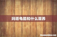 玛塔龟能和什么混养
