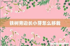 铁树旁边长小芽怎么移栽