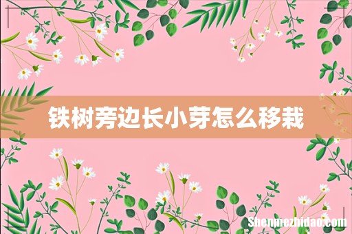 铁树旁边长小芽怎么移栽