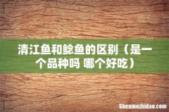 是一个品种吗 哪个好吃 清江鱼和鲶鱼的区别