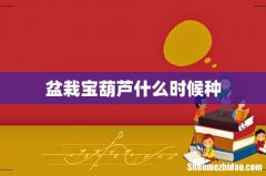 盆栽宝葫芦什么时候种