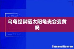 乌龟经常晒太阳龟壳会变黄吗