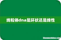 线粒体dna是环状还是线性