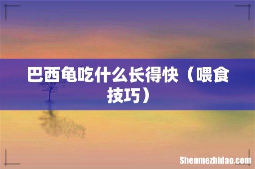 喂食技巧 巴西龟吃什么长得快