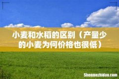 产量少的小麦为何价格也很低 小麦和水稻的区别