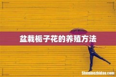 盆栽栀子花的养殖方法