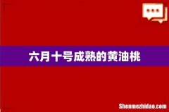 六月十号成熟的黄油桃