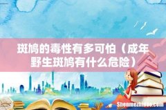 成年野生斑鸠有什么危险 斑鸠的毒性有多可怕