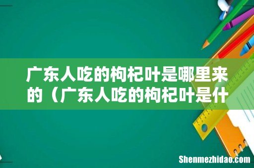广东人吃的枸杞叶是什么植物 广东人吃的枸杞叶是哪里来的