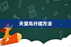 天堂鸟扦插方法