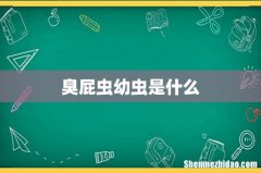 臭屁虫幼虫是什么