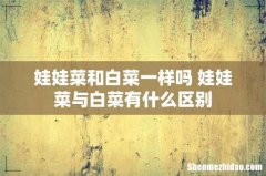 娃娃菜和白菜一样吗 娃娃菜与白菜有什么区别