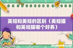 美短猫和英短猫哪个好养 英短和美短的区别
