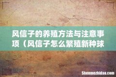 风信子的养殖方法与注意事项（风信子怎么繁殖新种球)