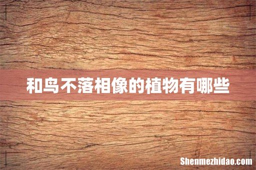 和鸟不落相像的植物有哪些