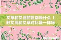野艾蒿和艾草对比是一样吗 艾草和艾蒿的区别是什么