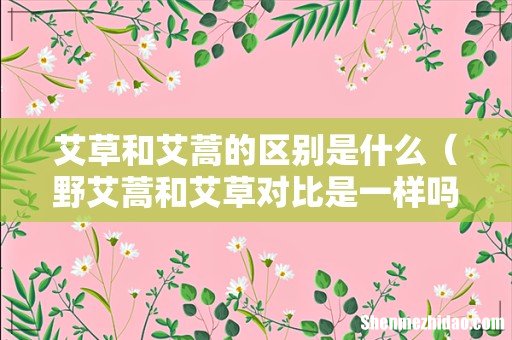 野艾蒿和艾草对比是一样吗 艾草和艾蒿的区别是什么