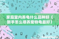 新手怎么喂养宠物龟最好 家庭室内养龟什么品种好