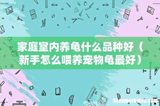 新手怎么喂养宠物龟最好 家庭室内养龟什么品种好