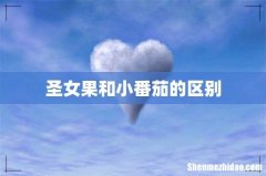 圣女果和小番茄的区别