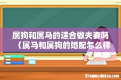 属马和属狗的婚配怎么样 属狗和属马的适合做夫妻吗