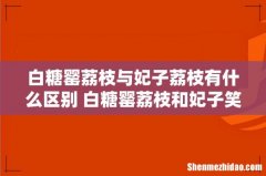 白糖罂荔枝与妃子荔枝有什么区别 白糖罂荔枝和妃子笑哪个好吃