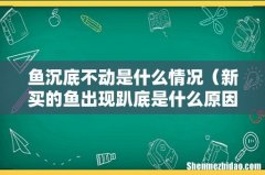 新买的鱼出现趴底是什么原因 鱼沉底不动是什么情况