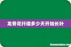 龙骨花扦插多少天开始长叶