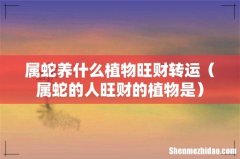 属蛇的人旺财的植物是 属蛇养什么植物旺财转运
