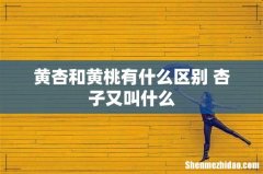 黄杏和黄桃有什么区别 杏子又叫什么