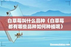 白草莓都有哪些品种如何种植呢 白草莓叫什么品种