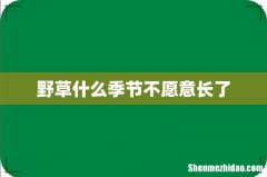 野草什么季节不愿意长了