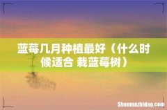 什么时候适合 栽蓝莓树 蓝莓几月种植最好