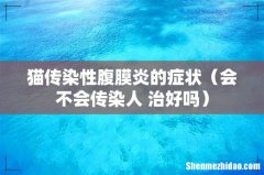会不会传染人 治好吗 猫传染性腹膜炎的症状