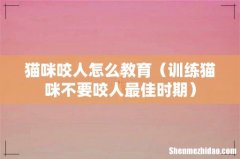 训练猫咪不要咬人最佳时期 猫咪咬人怎么教育