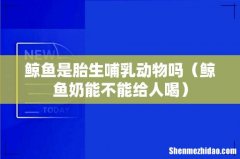鲸鱼奶能不能给人喝 鲸鱼是胎生哺乳动物吗