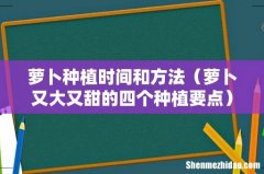 萝卜又大又甜的四个种植要点 萝卜种植时间和方法