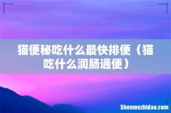 猫吃什么润肠通便 猫便秘吃什么最快排便