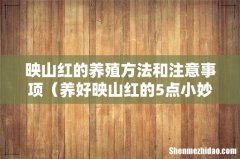 养好映山红的5点小妙招 映山红的养殖方法和注意事项