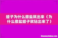 为什么撒盐蛏子就钻出来了 蛏子为什么撒盐就出来