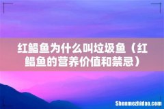 红鲳鱼的营养价值和禁忌 红鲳鱼为什么叫垃圾鱼