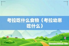 考拉幼崽吃什么 考拉吃什么食物