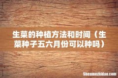 生菜种子五六月份可以种吗 生菜的种植方法和时间